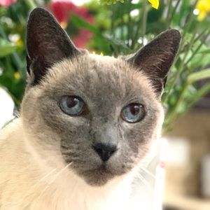 Meet your Posher, Tom